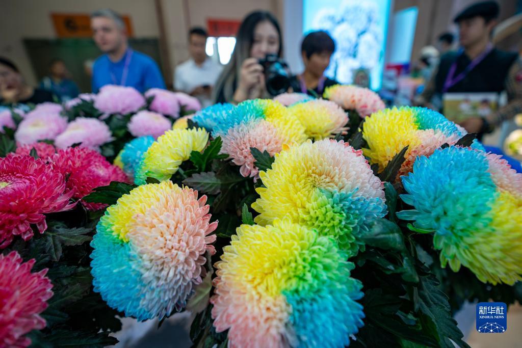 开户送白菜网